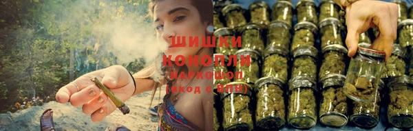 прущие грибы Покачи